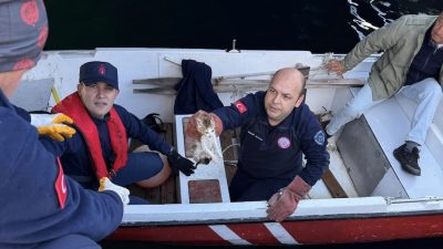 Balıkesir’in Erdek ilçesi Liman mevkisinde denize düşen yavru kedi, itfaiye