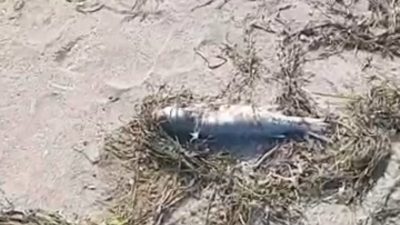 Balıkesir’in Gönen ilçesi Denizkent Mahallesi sahilinde çok sayıda ölü balık