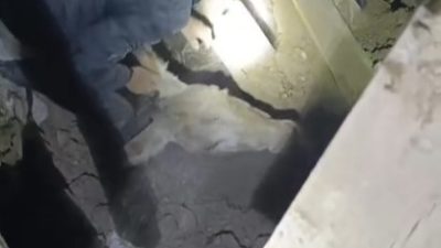 Sındırgı’da enkaz altında kalan eşek canlı kurtarıldı Balıkesir’in Sındırgı ilçesinde meydana gelen depremde İbrahim Erbaş’a ait bir