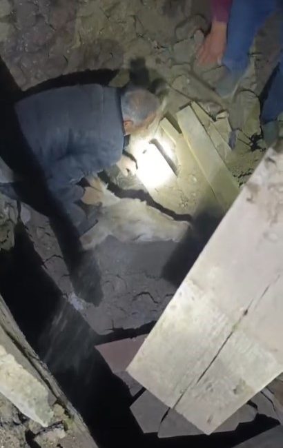 Sındırgı’da enkaz altında kalan eşek canlı kurtarıldı Balıkesir’in Sındırgı ilçesinde meydana gelen depremde İbrahim Erbaş’a ait bir