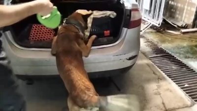 Balıkesir'in Edremit ilçesinde polis ekiplerinin düzenlediği operasyonda, bir otomobilde kedi