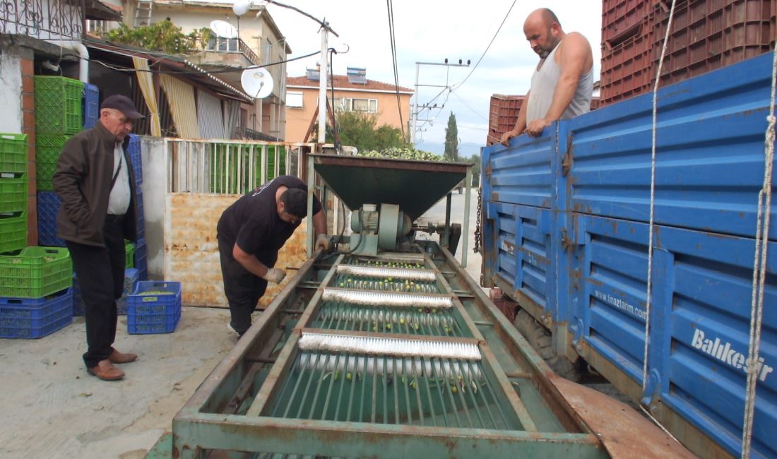 Balıkesir’de elekler kuruldu yeşil zeytin hasadı başladı Türkiye’nin önemli zeytin üretim merkezlerinden Balıkesir’in Burhaniye ilçesinde, yağmurların ardından