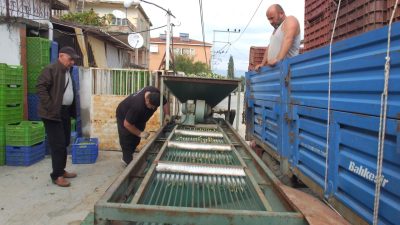 Türkiye’nin önemli zeytin üretim merkezlerinden Balıkesir’in Burhaniye ilçesinde, yağmurların ardından