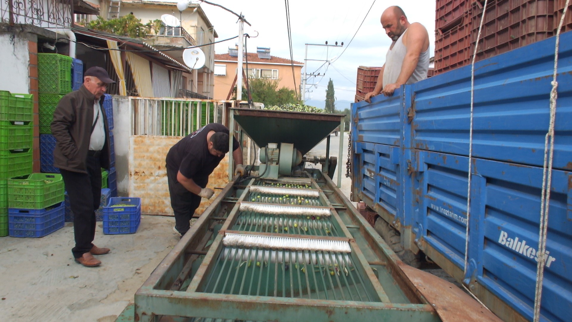Türkiye’nin önemli zeytin üretim merkezlerinden Balıkesir’in Burhaniye ilçesinde, yağmurların ardından