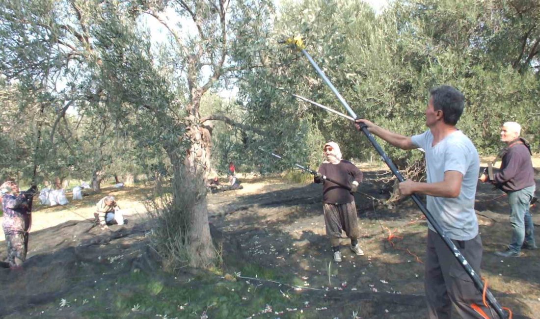 Türkiye’nin önemli zeytin üretim merkezlerinden Balıkesir’in Burhaniye ilçesinde zeytin hasadı