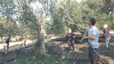 Türkiye’nin önemli zeytin üretim merkezlerinden Balıkesir’in Burhaniye ilçesinde zeytin hasadı