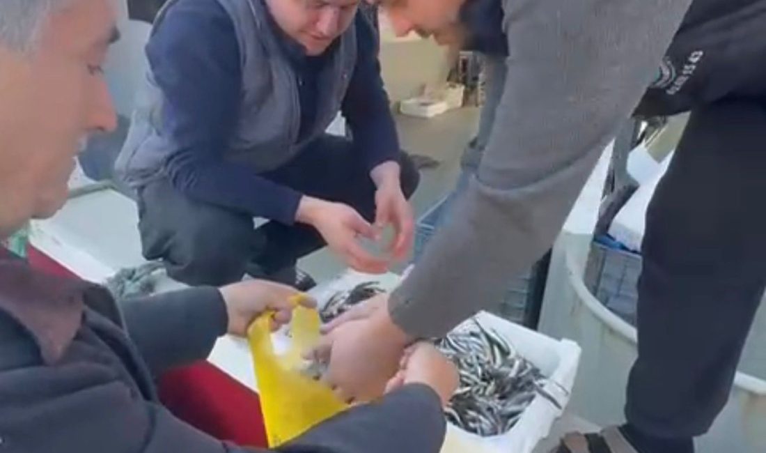 Balıkesir’in Erdek ilçesine bağlı Paşalimanı Adası Balıklı Mahallesi’nde balıkçılar, tezgâhlardaki