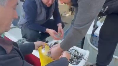 Balıkesir’in Erdek ilçesine bağlı Paşalimanı Adası Balıklı Mahallesi’nde balıkçılar, tezgâhlardaki