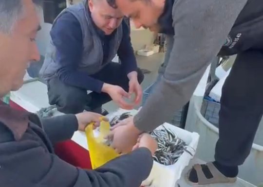 Balıkesir’in Erdek ilçesine bağlı Paşalimanı Adası Balıklı Mahallesi’nde balıkçılar, tezgâhlardaki