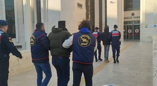 Balıkesir’in Edremit ilçesinde, 100 dönümden fazla zeytinlikte gerçekleşen hırsızlık olayı,