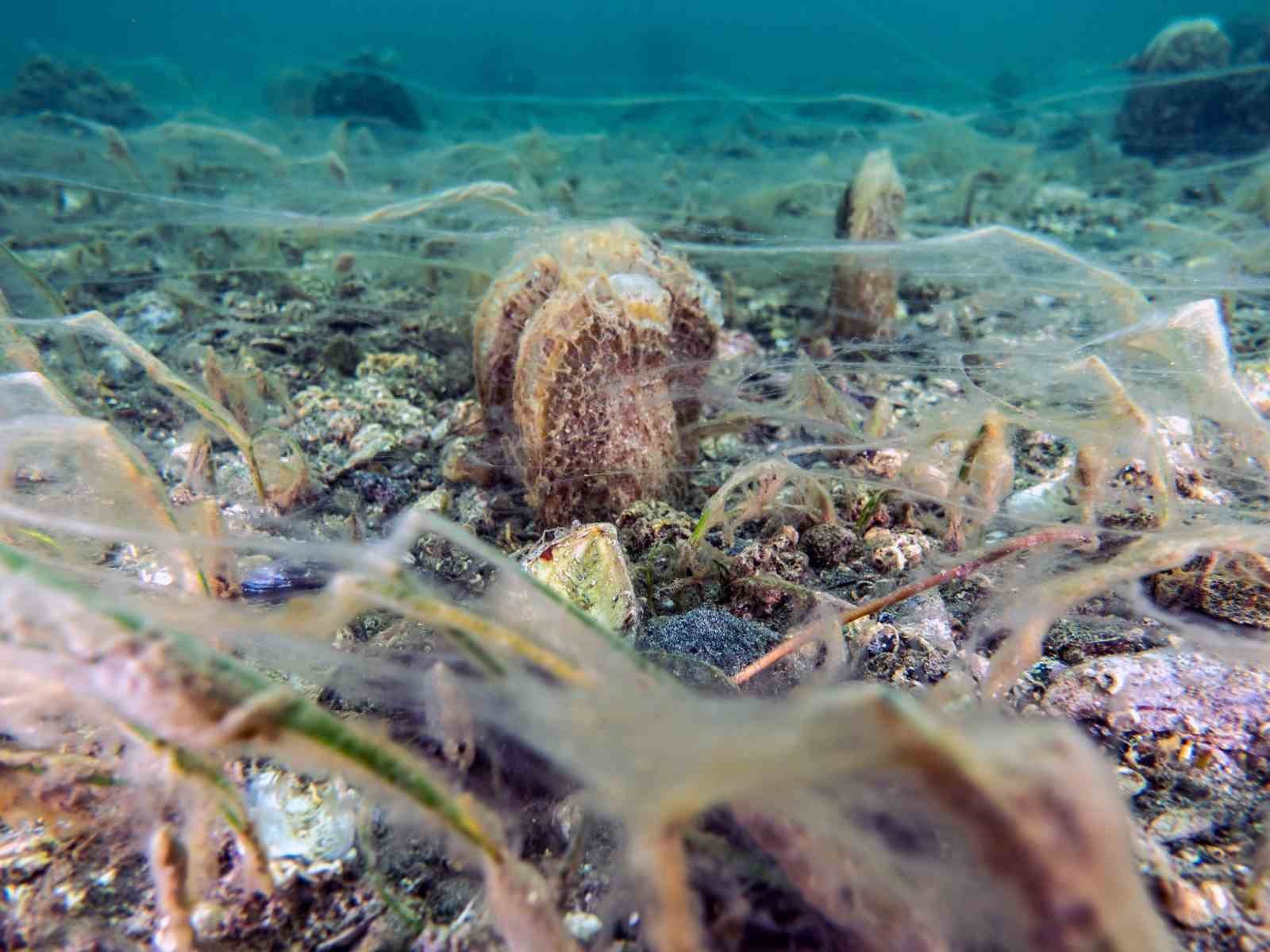 Bandırma Onyedi Eylül Üniversitesi Denizcilik Fakültesi Öğretim Üyesi Prof. Dr.