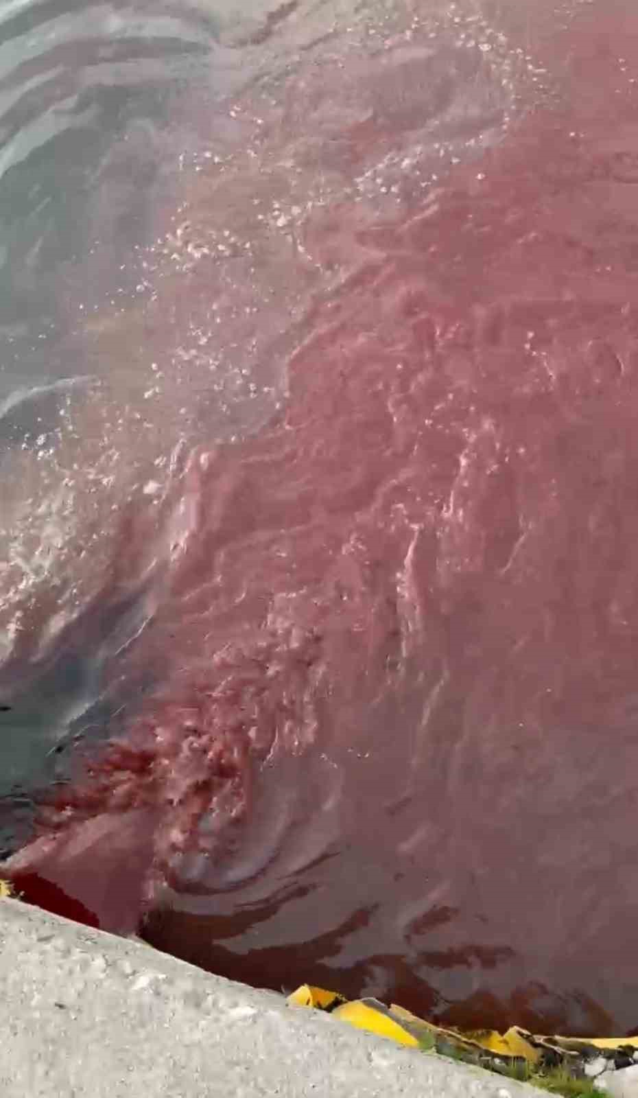 Balıkesir’in Bandırma ilçesinde arıtılmadan döküldüğü öne sürülen atık su nedeniyle