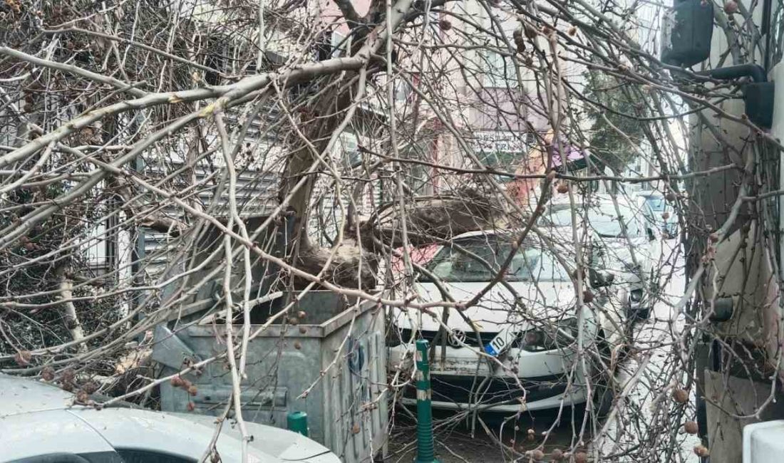 Balıkesir’in Bandırma ilçesinde seyir halinde kamyon çınar ağacına çarpması sonrası