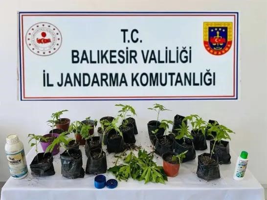 Balıkesir’in Erdek ilçesinde jandarma ekiplerince düzenlenen operasyonda yasa dışı ekildiği