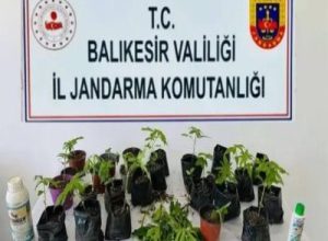 Balıkesir’in Erdek ilçesinde jandarma ekiplerince düzenlenen operasyonda yasa dışı ekildiği