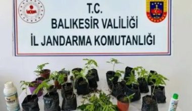 Balıkesir’in Erdek ilçesinde jandarma ekiplerince düzenlenen operasyonda yasa dışı ekildiği
