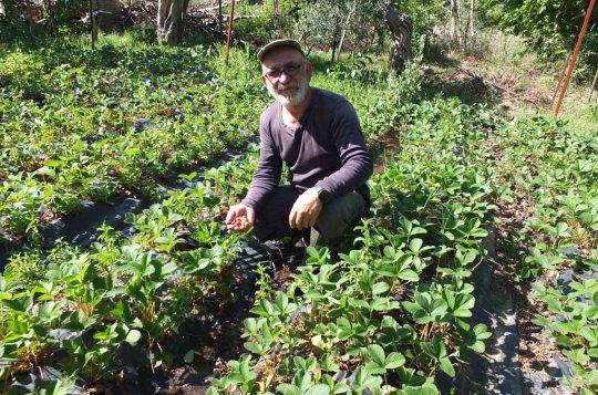 Balıkesir’de emekli muhasebeci başarılı üretici oldu Burhaniye ilçesinde, 6 yıl önce ilçeye gelen emekli muhasebeci Bayram