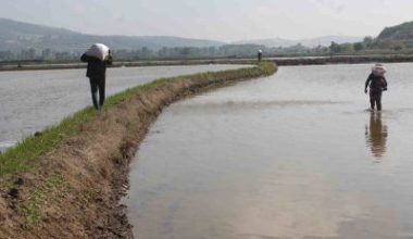 Balıkesir’in Manyas ilçesinde çeltik ekimi devam ederken, bu yıl ekim