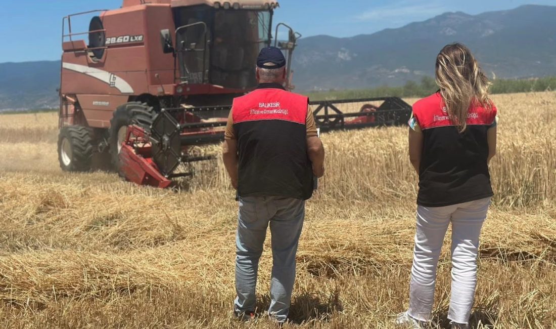 Edremit’te buğday hasadı başladı Balıkesir’in Edremit ilçesinde stratejik tarım ürünlerinden buğdayın hasat mevsimi resmen
