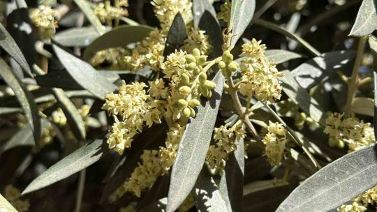 El Nino’ya karşı uzmanından zeytin üreticilerine kritik uyarılar Balıkesir Üniversitesi Edremit Meslek Yüksekokulu Zeytincilik Bölümü Öğretim Görevlisi Dr.
