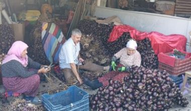 Balıkesir'de Kapıdağ Yarımadası'nda coğrafi işaretli mor soğanında hasat sona ererken