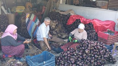 Balıkesir'de Kapıdağ Yarımadası'nda coğrafi işaretli mor soğanında hasat sona ererken