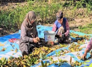 Balıkesir'in Sındırgı ilçesinde ceviz hasadı devam ederken, bu yıl rekoltenin