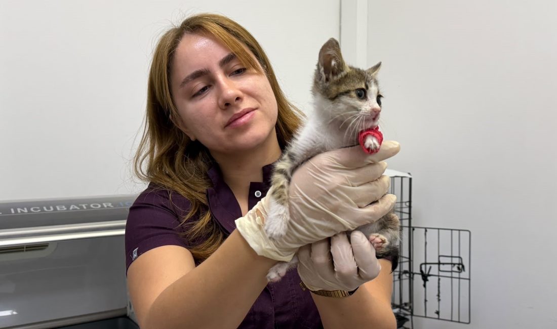 Bandırma’da şiddete uğrayan yavru kedi tedavi altına alındı Bandırma'da fiziksel şiddete maruz kaldığı belirtilen yavru kedi, Balıkesir Büyükşehir