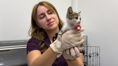 Bandırma'da fiziksel şiddete maruz kaldığı belirtilen yavru kedi, Balıkesir Büyükşehir