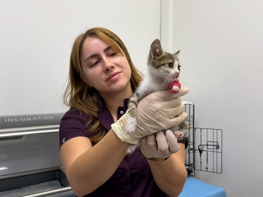 Bandırma’da şiddete uğrayan yavru kedi tedavi altına alındı Bandırma'da fiziksel şiddete maruz kaldığı belirtilen yavru kedi, Balıkesir Büyükşehir