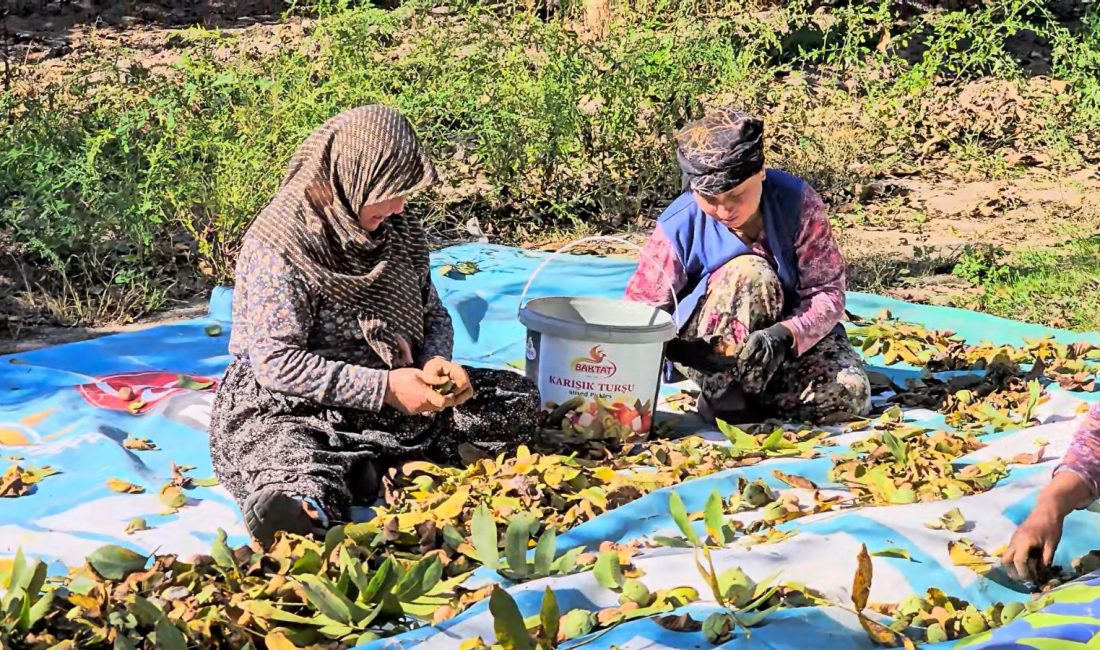 Sındırgı’da ceviz rekoltesi üreticiyi sevindirdi Balıkesir'in Sındırgı ilçesinde ceviz hasadı devam ederken, bu yıl rekoltenin