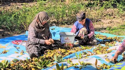 Balıkesir'in Sındırgı ilçesinde ceviz hasadı devam ederken, bu yıl rekoltenin